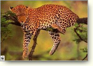 leopardsleeping.jpg
